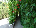 "Виталина" частный сектор в с. Малореченское (Алушта) фото 6
