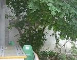 "Зелёный уголок" частный сектор в п. Учкуевка (Севастополь) фото 15