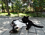 "Black cat" мини-гостиница в Коктебеле фото 3